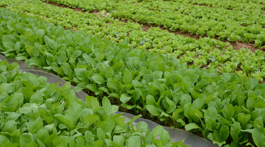 农村集体建设用地使用年限多久