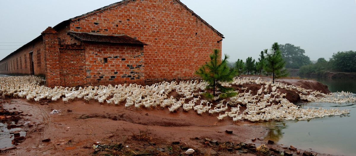 2020农村危房改造新标准!