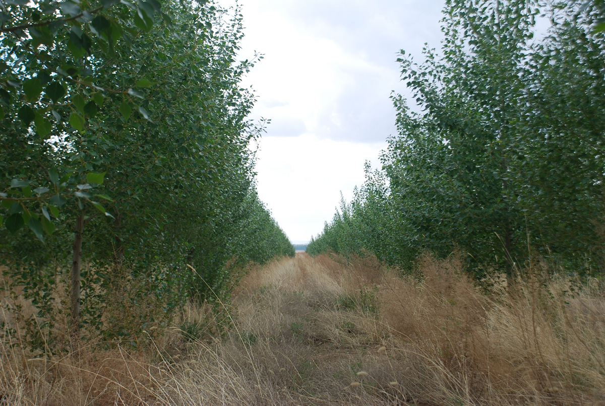 修路占用林地补偿每亩多少钱？