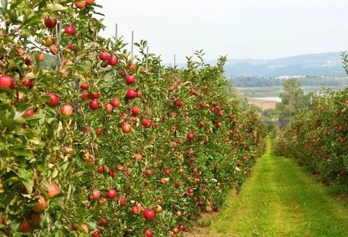 我国果园征收土地怎样赔偿？