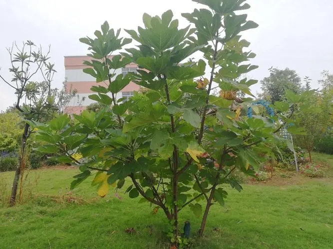 政府征收的无花果树树如何补偿？