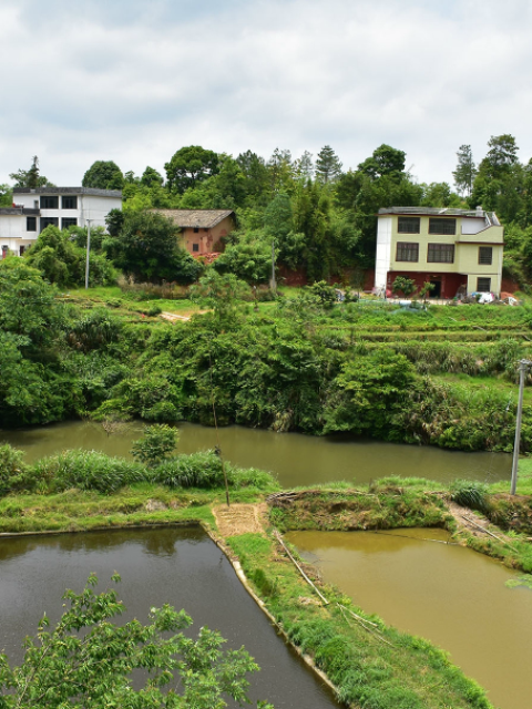 维权“过度”反成违法？承包鱼塘征收中虚构合同的惨痛教训