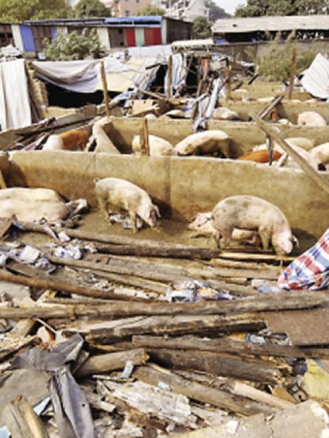 环保关停就能不补偿吗？一场历时三年的养殖场维权之战