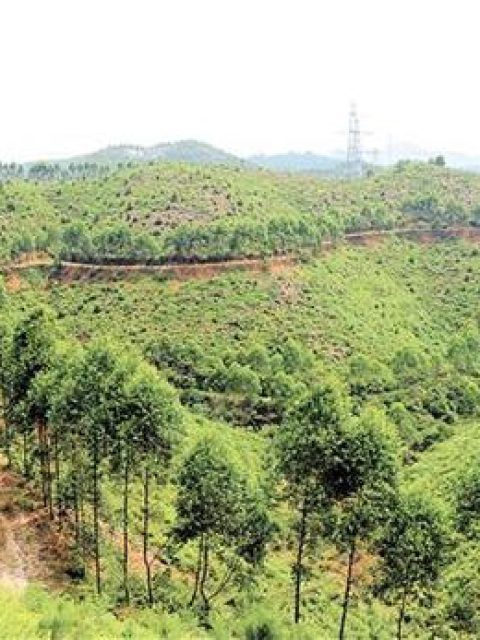 当评估报告与投资价值悬殊：林地经营者该如何争取公平补偿？