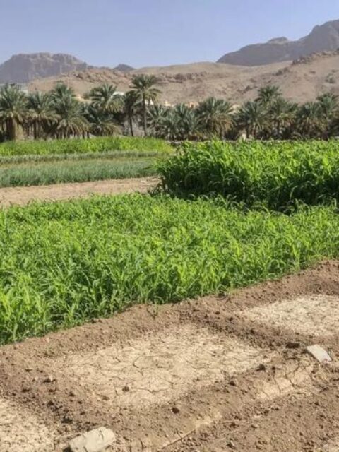 征地协议明确归农户的土地，为何被施工方擅自占用？