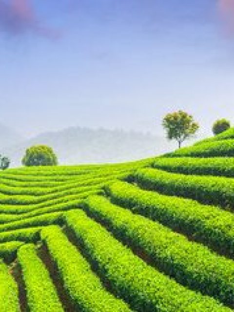 集体土地上的合法茶园被征收，能否获得停产停业损失补偿？